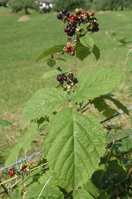 Rubus moerlenbach \ M&ouml;rlenbacher Haselblatt-Brombeere / Moerlenbach Bramble, D Odenwald, Weyher 14.7.2020