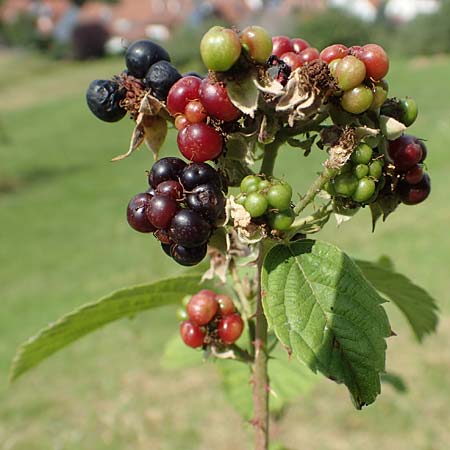 Rubus moerlenbach \ M&ouml;rlenbacher Haselblatt-Brombeere / Moerlenbach Bramble, D Odenwald, Weyher 14.7.2020