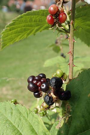 Rubus moerlenbach \ M&ouml;rlenbacher Haselblatt-Brombeere / Moerlenbach Bramble, D Odenwald, Weyher 14.7.2020