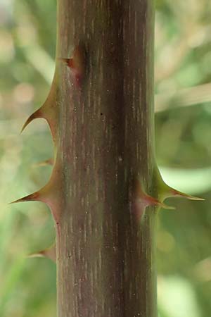 Rubus moerlenbach \ M&ouml;rlenbacher Haselblatt-Brombeere / Moerlenbach Bramble, D Odenwald, Weyher 14.7.2020