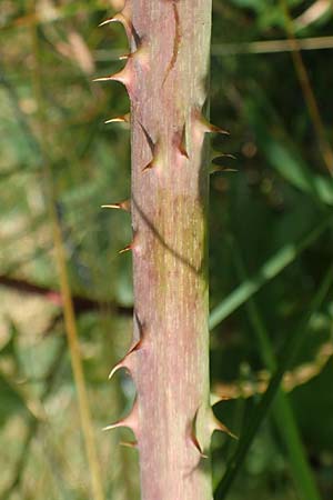 Rubus moerlenbach \ M&ouml;rlenbacher Haselblatt-Brombeere / Moerlenbach Bramble, D Odenwald, Weyher 14.7.2020