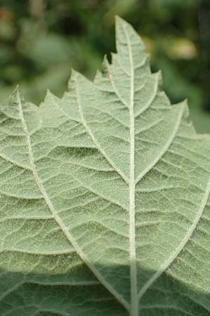 Rubus moerlenbach \ M&ouml;rlenbacher Haselblatt-Brombeere / Moerlenbach Bramble, D Odenwald, Weyher 14.7.2020