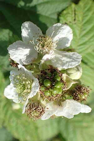 Rubus moerlenbach \ M&ouml;rlenbacher Haselblatt-Brombeere / Moerlenbach Bramble, D Odenwald, Weyher 14.7.2020