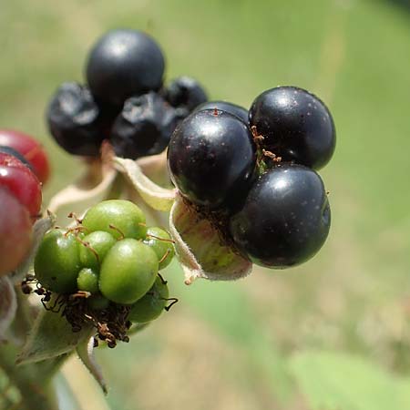 Rubus moerlenbach \ M&ouml;rlenbacher Haselblatt-Brombeere / Moerlenbach Bramble, D Odenwald, Weyher 14.7.2020
