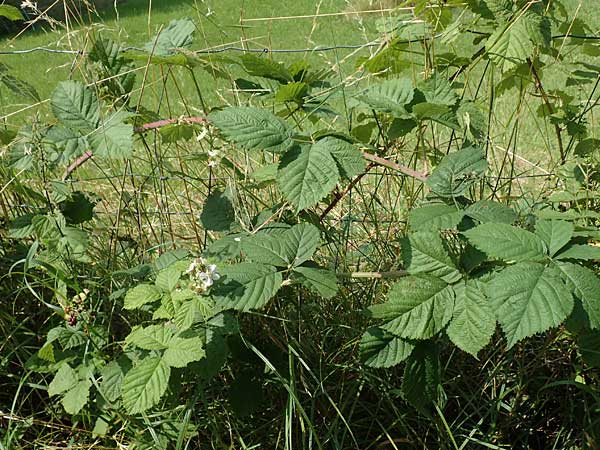 Rubus moerlenbach \ M&ouml;rlenbacher Haselblatt-Brombeere / Moerlenbach Bramble, D Odenwald, Weyher 14.7.2020