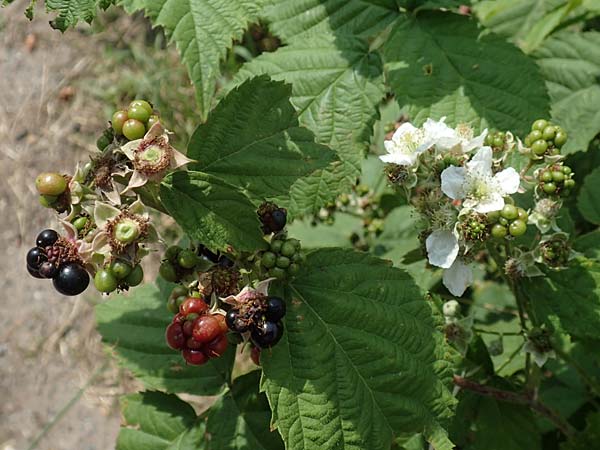 Rubus moerlenbach \ M&ouml;rlenbacher Haselblatt-Brombeere / Moerlenbach Bramble, D Odenwald, Weyher 14.7.2020
