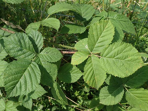 Rubus moerlenbach \ M&ouml;rlenbacher Haselblatt-Brombeere / Moerlenbach Bramble, D Odenwald, Weyher 14.7.2020