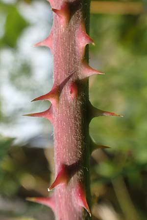 Rubus moerlenbach \ M&ouml;rlenbacher Haselblatt-Brombeere / Moerlenbach Bramble, D Odenwald, Weyher 14.7.2020