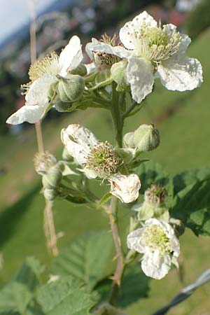 Rubus moerlenbach \ M&ouml;rlenbacher Haselblatt-Brombeere / Moerlenbach Bramble, D Odenwald, Weyher 14.7.2020