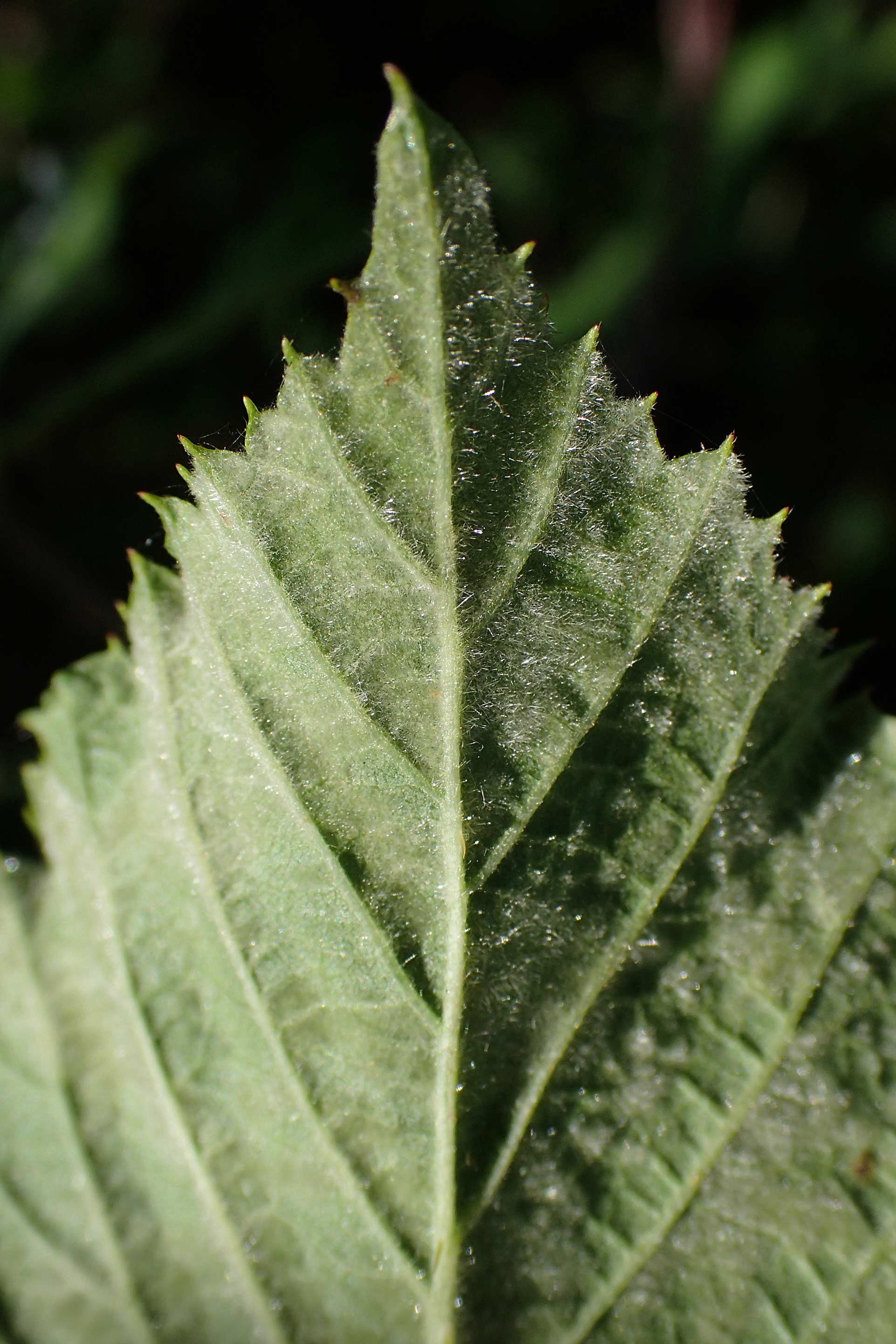 Rubus amphimalacus \ Samtbl�ttrige Brombeere / Velvet-Leaved Bramble, D Odenwald, Rimbach 21.8.2021