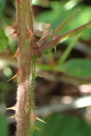 Rubus amphimalacus \ Samtbl�ttrige Brombeere / Velvet-Leaved Bramble, D Odenwald, Rimbach 21.8.2021