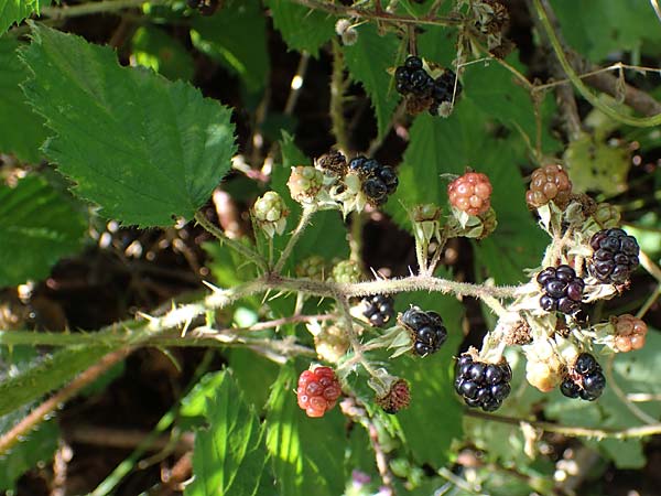 Rubus amphimalacus \ Samtbl�ttrige Brombeere / Velvet-Leaved Bramble, D Odenwald, Rimbach 21.8.2021