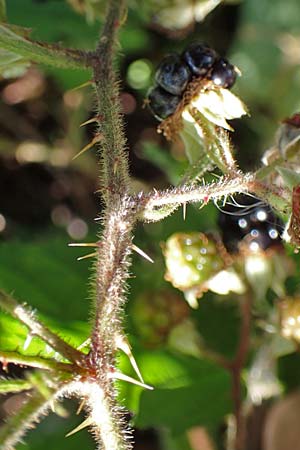 Rubus amphimalacus \ Samtbl�ttrige Brombeere / Velvet-Leaved Bramble, D Odenwald, Rimbach 21.8.2021