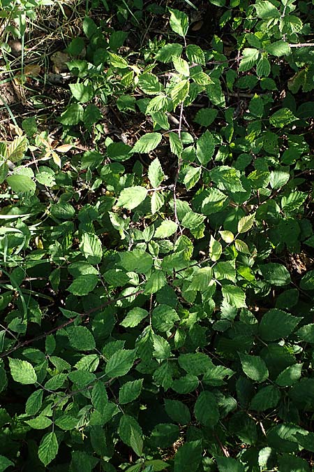 Rubus amphimalacus \ Samtbl�ttrige Brombeere / Velvet-Leaved Bramble, D Odenwald, Rimbach 21.8.2021