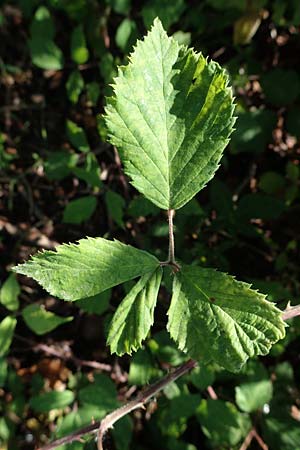 Rubus amphimalacus \ Samtbl�ttrige Brombeere / Velvet-Leaved Bramble, D Odenwald, Rimbach 21.8.2021