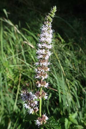 Mentha longifolia, Ross-Minze