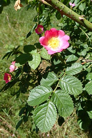 Rosa micrantha \ Kleinbl&uuml;tige Rose / Small-Flowered Sweet Briar, D Offenbach am Main 30.5.2023