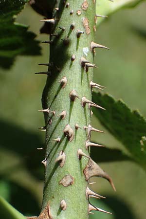 Rosa micrantha \ Kleinbl&uuml;tige Rose / Small-Flowered Sweet Briar, D Offenbach am Main 30.5.2023