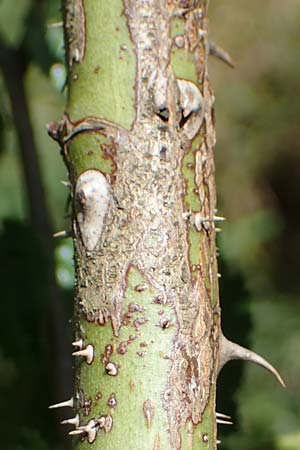 Rosa micrantha \ Kleinbl&uuml;tige Rose / Small-Flowered Sweet Briar, D Offenbach am Main 30.5.2023