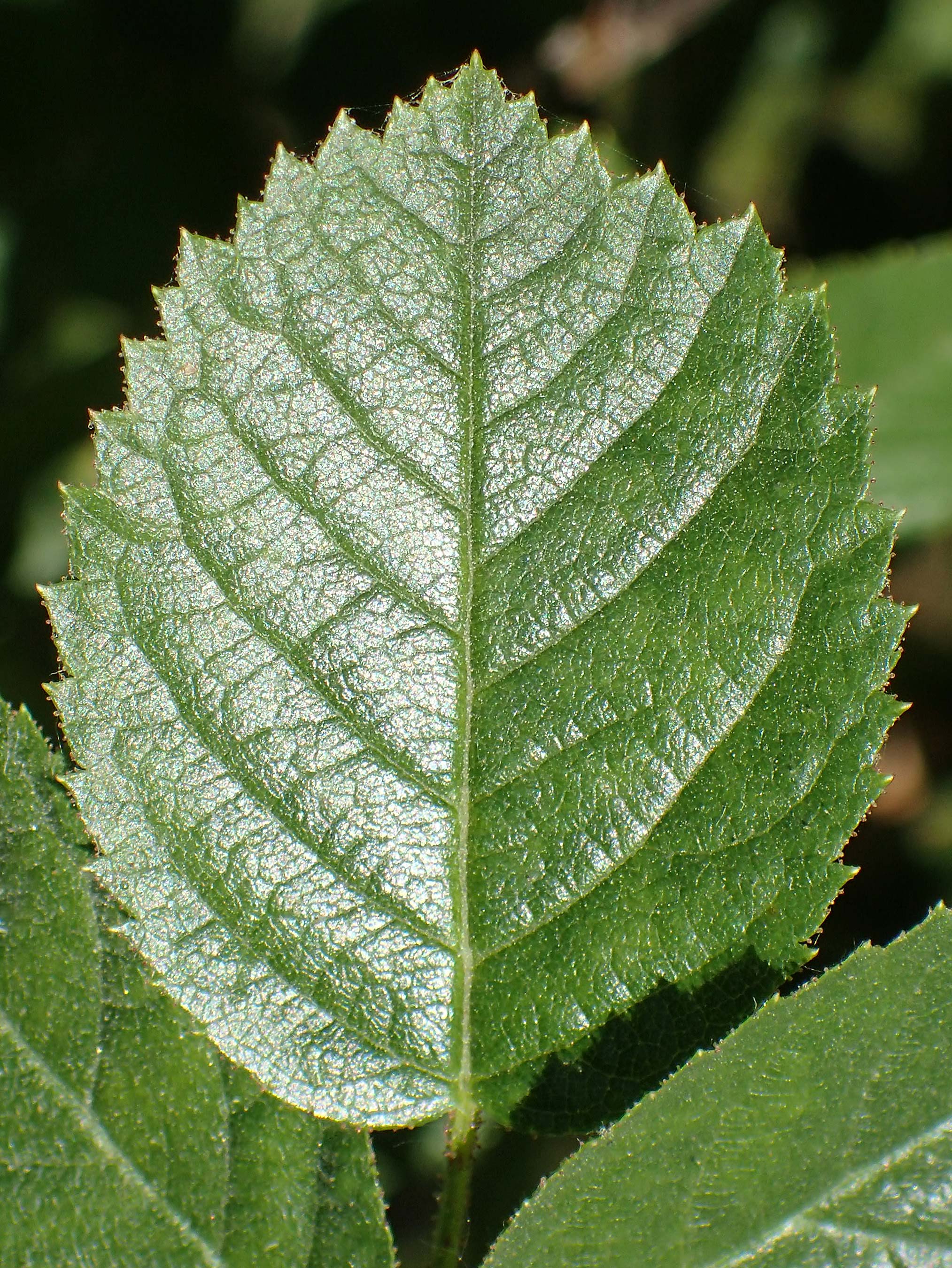 Rosa micrantha \ Kleinbl&uuml;tige Rose / Small-Flowered Sweet Briar, D Offenbach am Main 30.5.2023