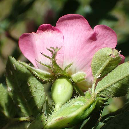 Rosa micrantha \ Kleinbl&uuml;tige Rose / Small-Flowered Sweet Briar, D Offenbach am Main 30.5.2023