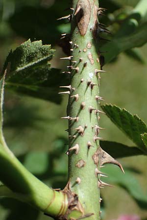 Rosa micrantha \ Kleinbl&uuml;tige Rose / Small-Flowered Sweet Briar, D Offenbach am Main 30.5.2023