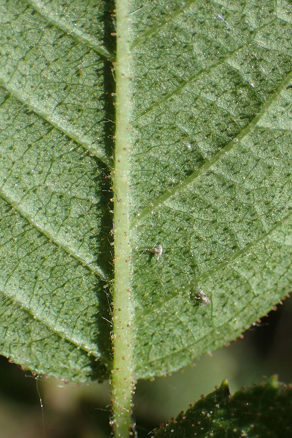 Rosa micrantha \ Kleinbl&uuml;tige Rose / Small-Flowered Sweet Briar, D Offenbach am Main 30.5.2023