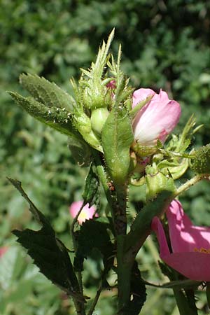 Rosa micrantha \ Kleinbl&uuml;tige Rose / Small-Flowered Sweet Briar, D Offenbach am Main 30.5.2023