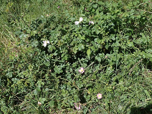 Rosa micrantha \ Kleinbl&uuml;tige Rose / Small-Flowered Sweet Briar, D Offenbach am Main 30.5.2023