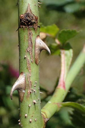 Rosa micrantha \ Kleinbl&uuml;tige Rose / Small-Flowered Sweet Briar, D Offenbach am Main 30.5.2023
