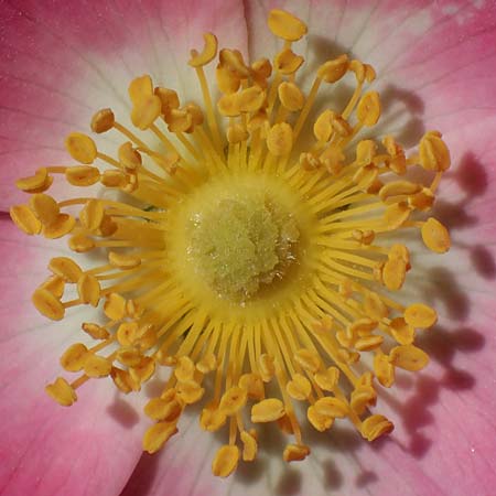 Rosa micrantha \ Kleinbl&uuml;tige Rose / Small-Flowered Sweet Briar, D Offenbach am Main 30.5.2023