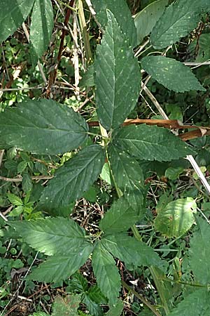 Rubus montanus \ Mittelgebirgs-Brombeere / Mountain Bramble, D Otzberg 16.8.2025