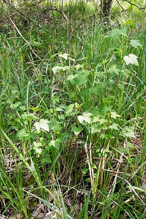 Ribes nigrum \ Schwarze Johannisbeere / Black Currant, D Offenbach am Main 2.5.2015