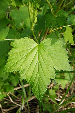 Ribes nigrum \ Schwarze Johannisbeere / Black Currant, D Offenbach am Main 2.5.2015
