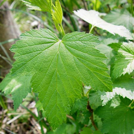 Ribes nigrum \ Schwarze Johannisbeere / Black Currant, D Offenbach am Main 2.5.2015