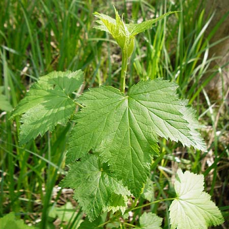 Ribes nigrum \ Schwarze Johannisbeere / Black Currant, D Offenbach am Main 2.5.2015