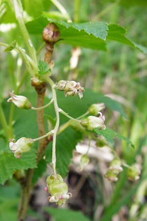 Ribes nigrum \ Schwarze Johannisbeere / Black Currant, D Offenbach am Main 2.5.2015
