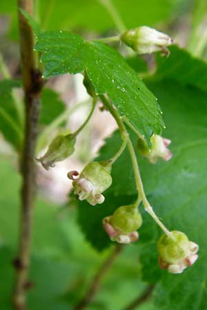 Ribes nigrum \ Schwarze Johannisbeere / Black Currant, D Offenbach am Main 2.5.2015