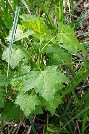 Ribes nigrum \ Schwarze Johannisbeere / Black Currant, D Offenbach am Main 2.5.2015