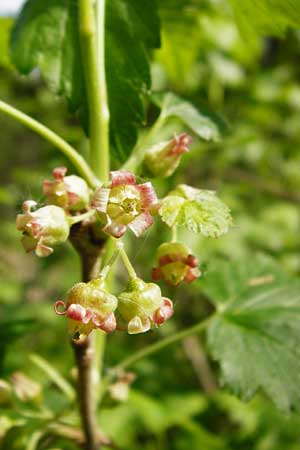 Ribes nigrum \ Schwarze Johannisbeere / Black Currant, D Offenbach am Main 2.5.2015