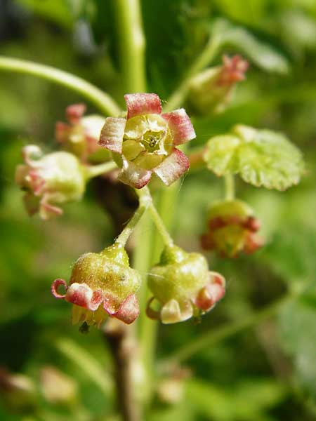 Ribes nigrum \ Schwarze Johannisbeere / Black Currant, D Offenbach am Main 2.5.2015
