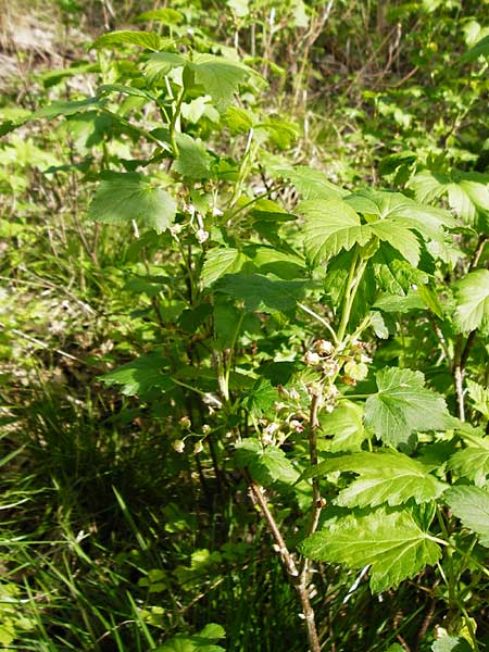Ribes nigrum \ Schwarze Johannisbeere / Black Currant, D Offenbach am Main 2.5.2015