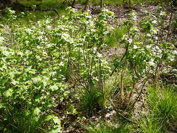 Ribes nigrum \ Schwarze Johannisbeere / Black Currant, D Offenbach am Main 2.5.2015
