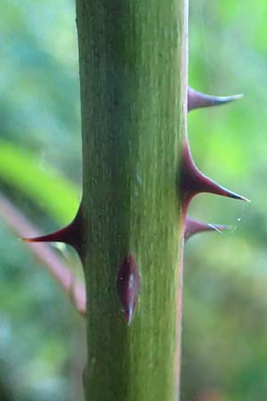 Rubus nessensis \ Fuchsbeere, Halbaufrechte Brombeere / Suberect Bramble, D Odenwald, Hammelbach 2.10.2015