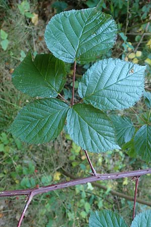 Rubus nessensis \ Fuchsbeere, Halbaufrechte Brombeere / Suberect Bramble, D Odenwald, Hammelbach 2.10.2015