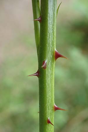 Rubus nessensis \ Fuchsbeere, Halbaufrechte Brombeere / Suberect Bramble, D Odenwald, Reichelsheim 16.6.2017