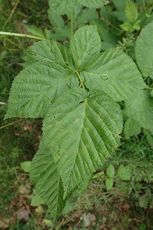 Rubus nessensis \ Fuchsbeere, Halbaufrechte Brombeere / Suberect Bramble, D Odenwald, Reichelsheim 16.6.2017