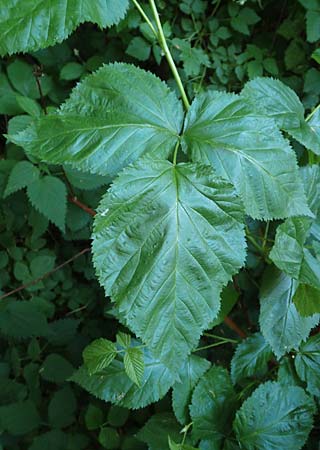 Rubus nessensis \ Fuchsbeere, Halbaufrechte Brombeere / Suberect Bramble, D Eberbach 11.5.2018
