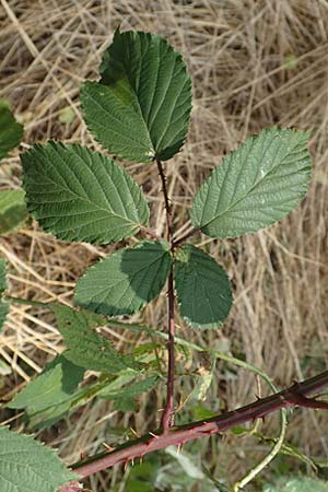 Rubus elegantispinosus \ Schlankstachelige Brombeere / Elegant-Spine Bramble, D Herne 27.7.2019