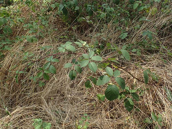 Rubus elegantispinosus \ Schlankstachelige Brombeere / Elegant-Spine Bramble, D Herne 27.7.2019